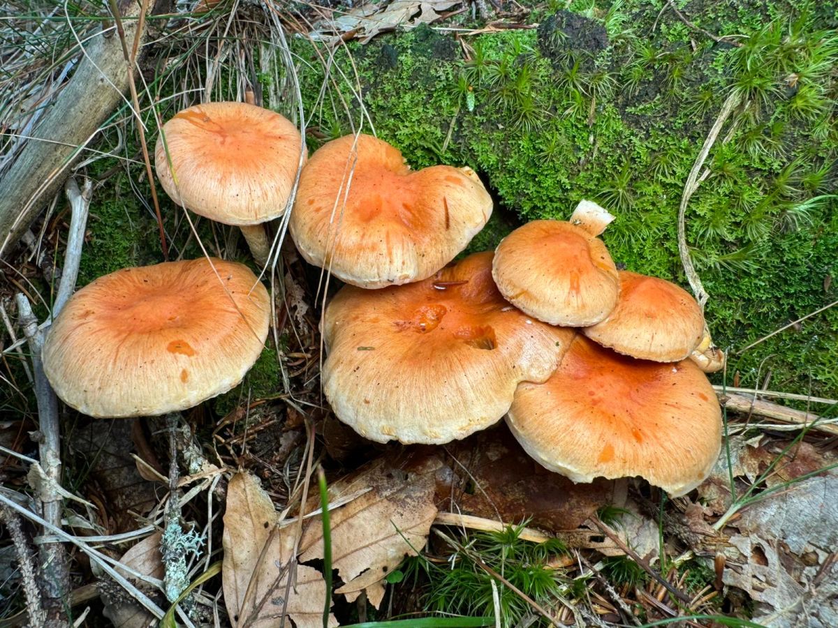 Pyrrhulomyces astragalinus