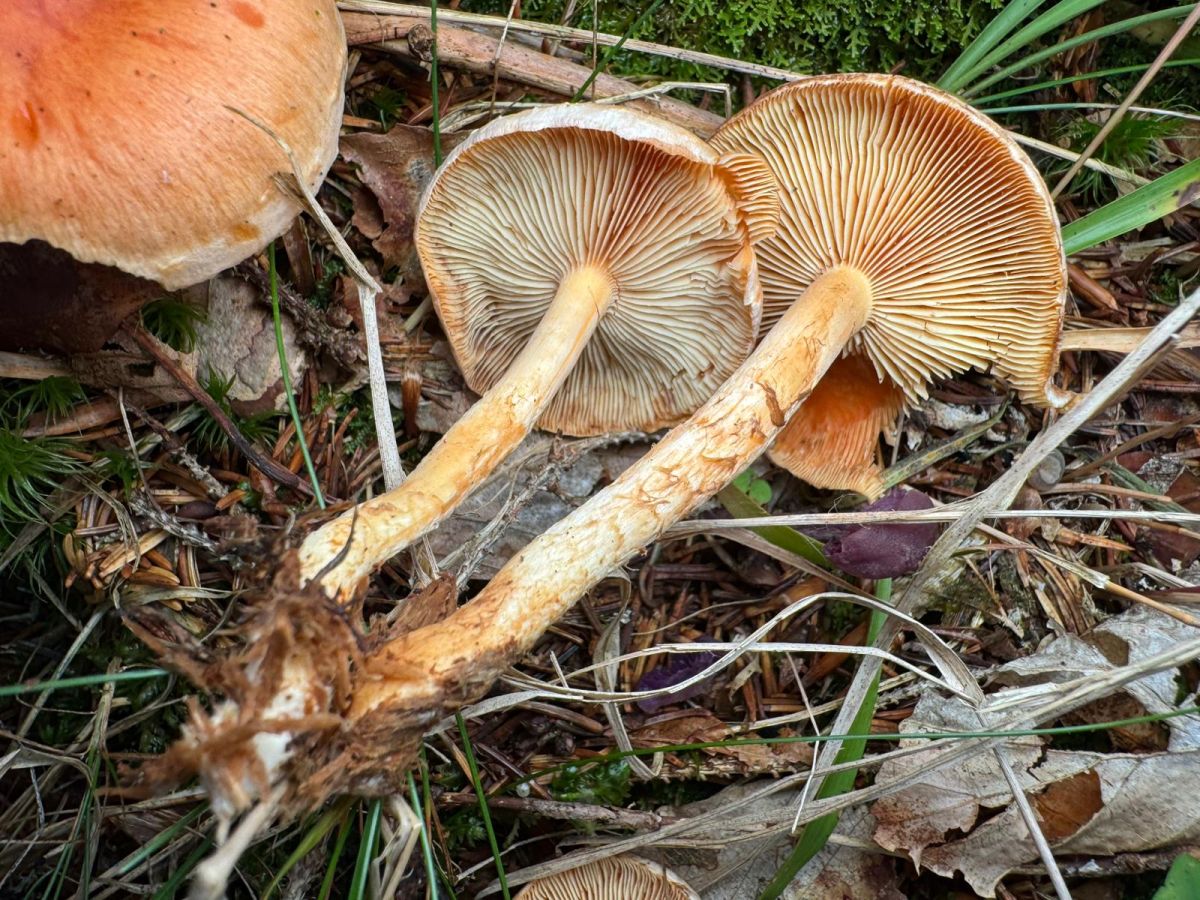 Pyrrhulomyces astragalinus