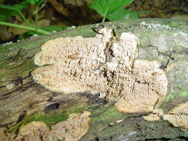 Radulomyces molaris