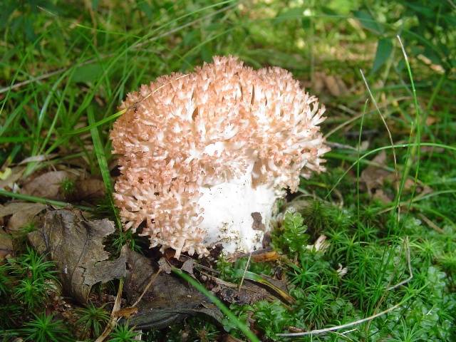 Ramaria botrytis