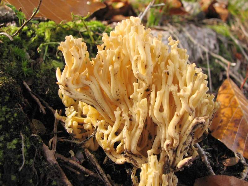 Ramaria fagetorum Ramaria fagetorum