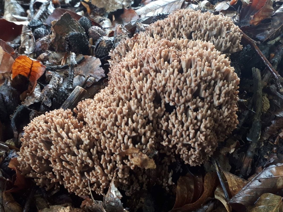 Ramaria fennica