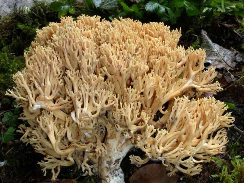 Ramaria flavescens