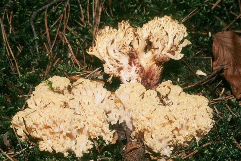 Ramaria sanguinea