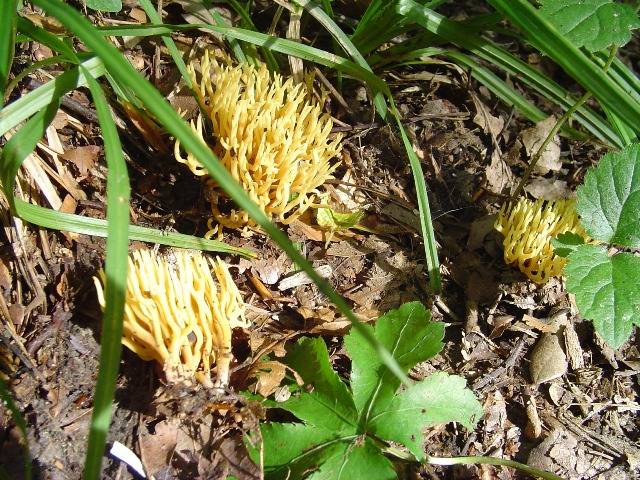 Ramaria stricta