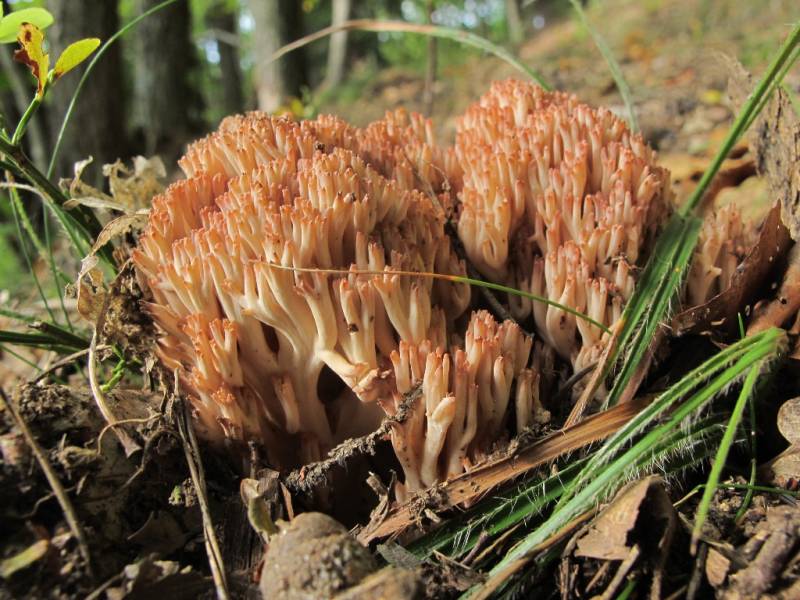 Ramaria subbotrytis