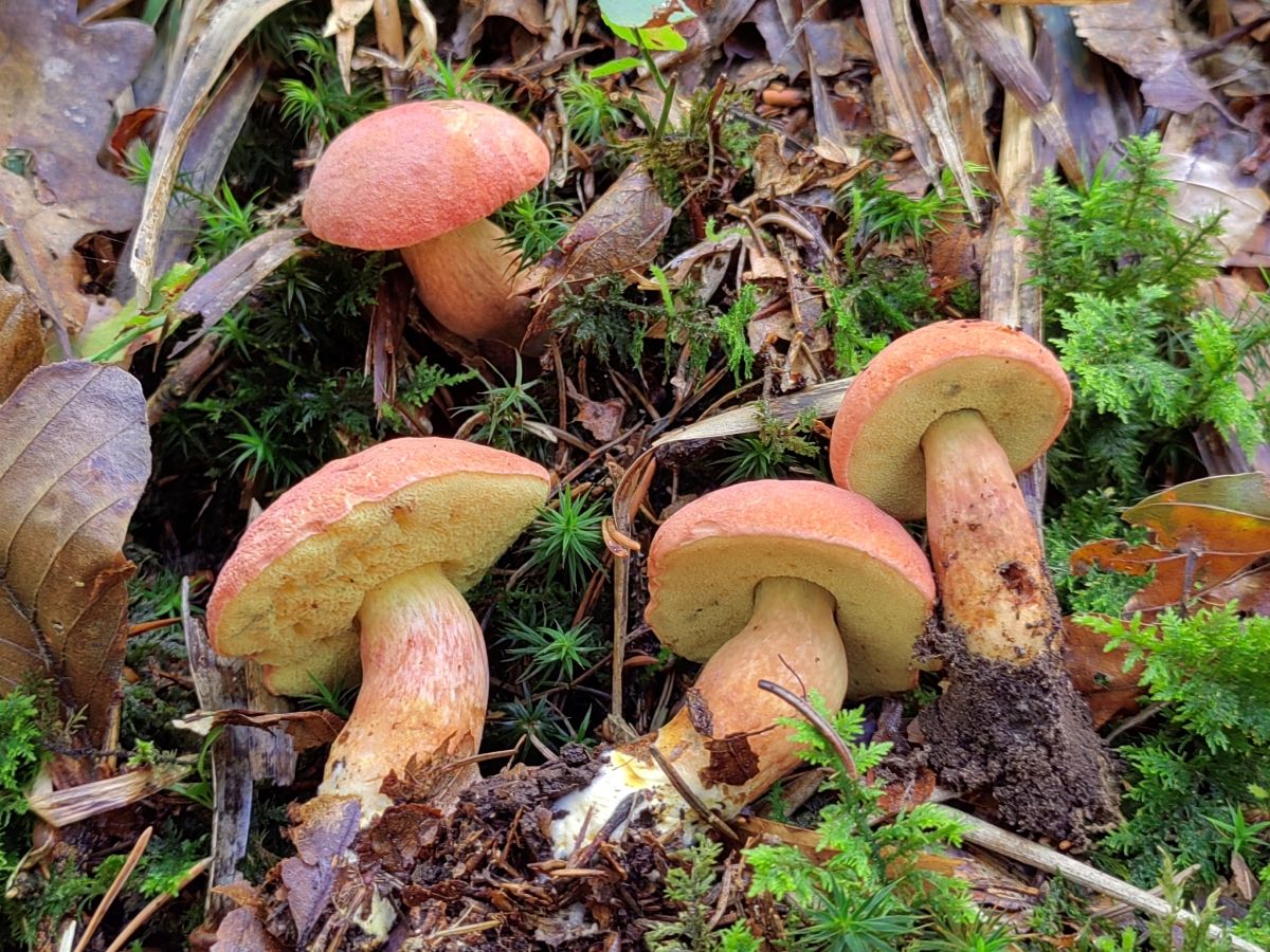 Rheubarbariboletus armeniacus