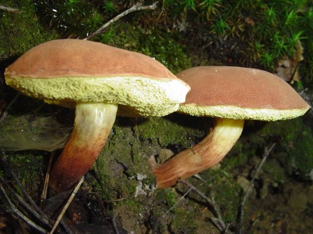 Rheubarbariboletus armeniacus