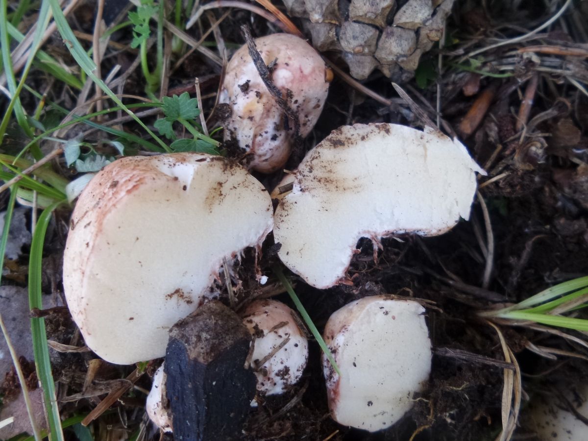 Rhizopogon roseolus