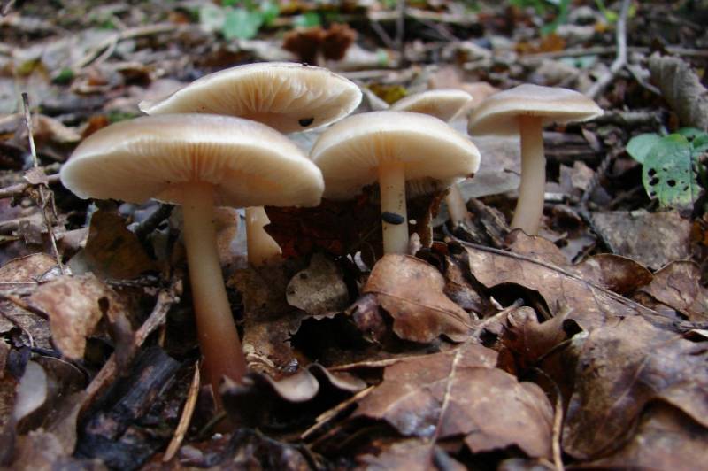 Rhodocollybia butyracea