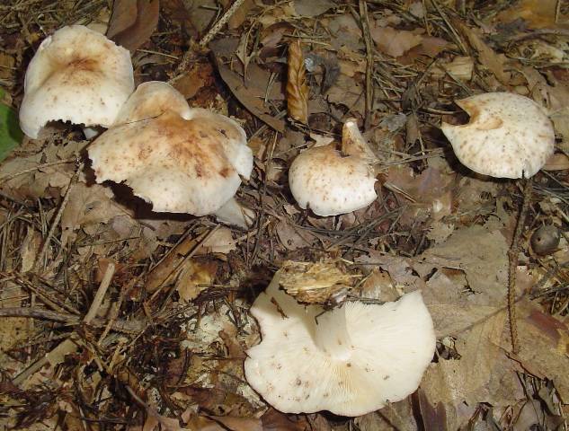 Rhodocollybia maculata