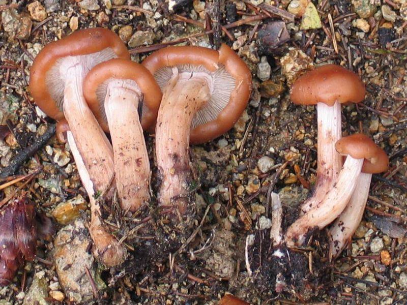 Rhodocollybia prolixa