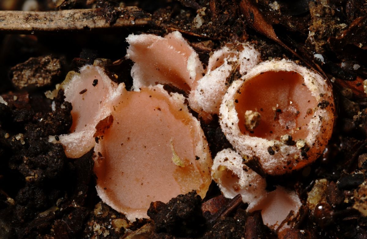 Rhodoscypha ovilla