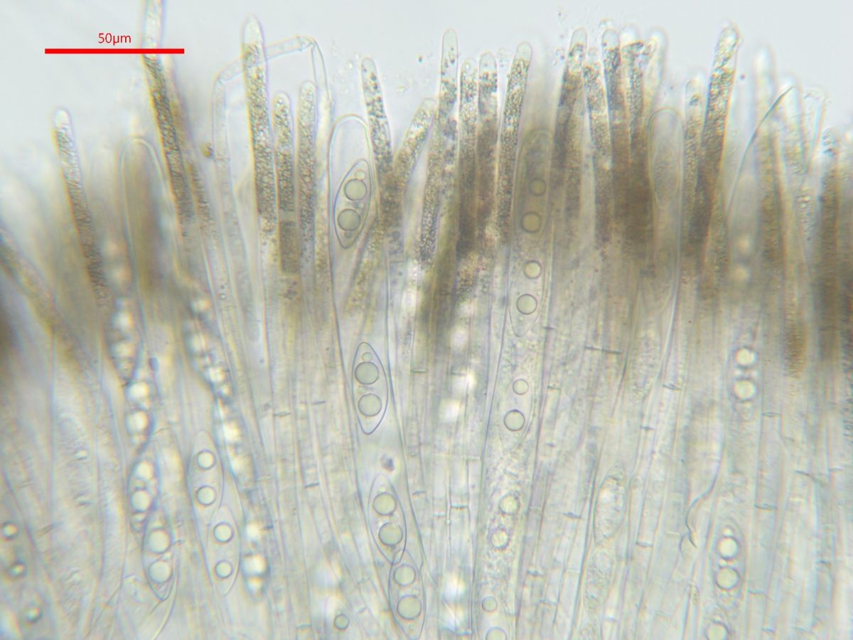 Rhodoscypha ovilla