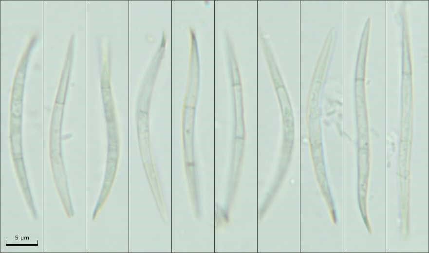 Rosenscheldia abundans