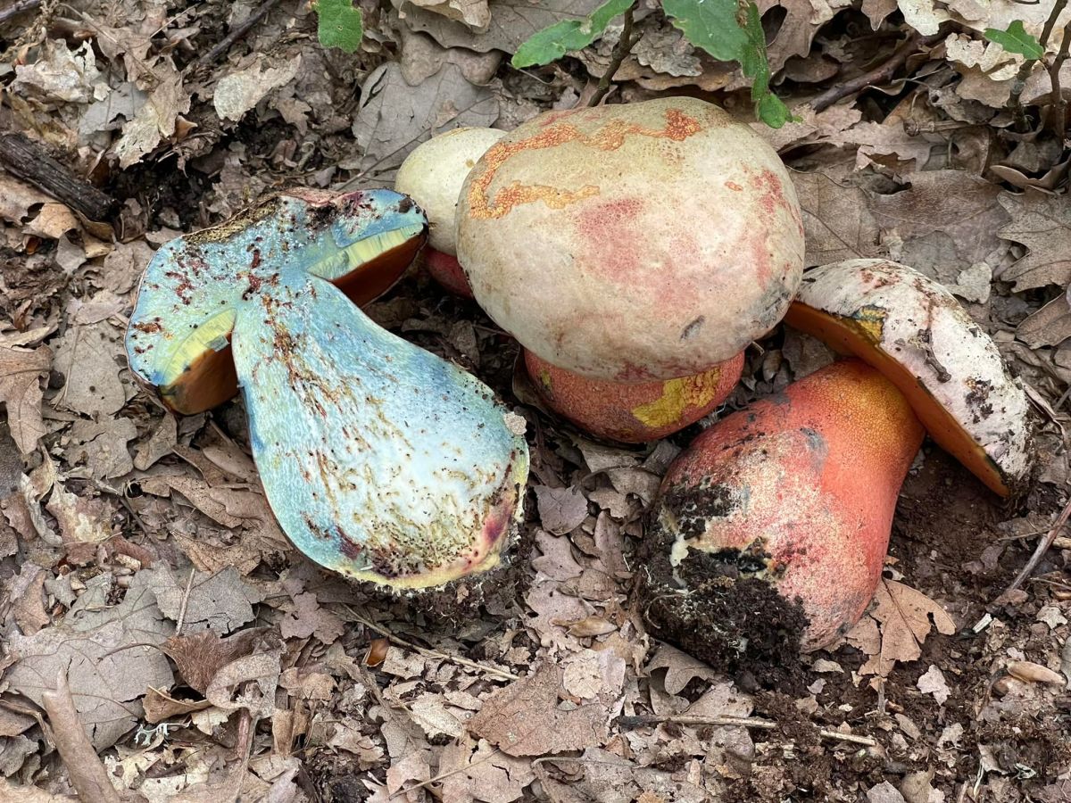 Rubroboletus legaliae