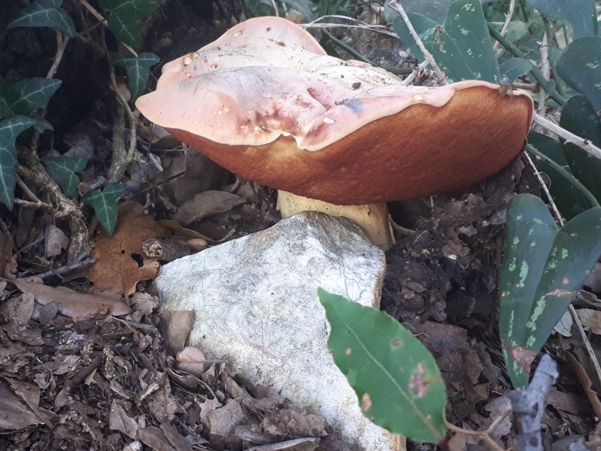 Rubroboletus lupinus