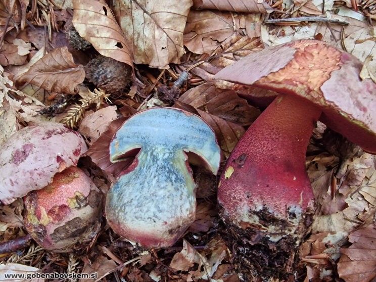 Rubroboletus rubrosanguineus