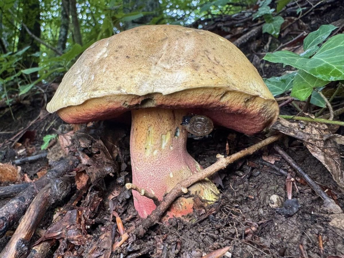 Rubroboletus satanas