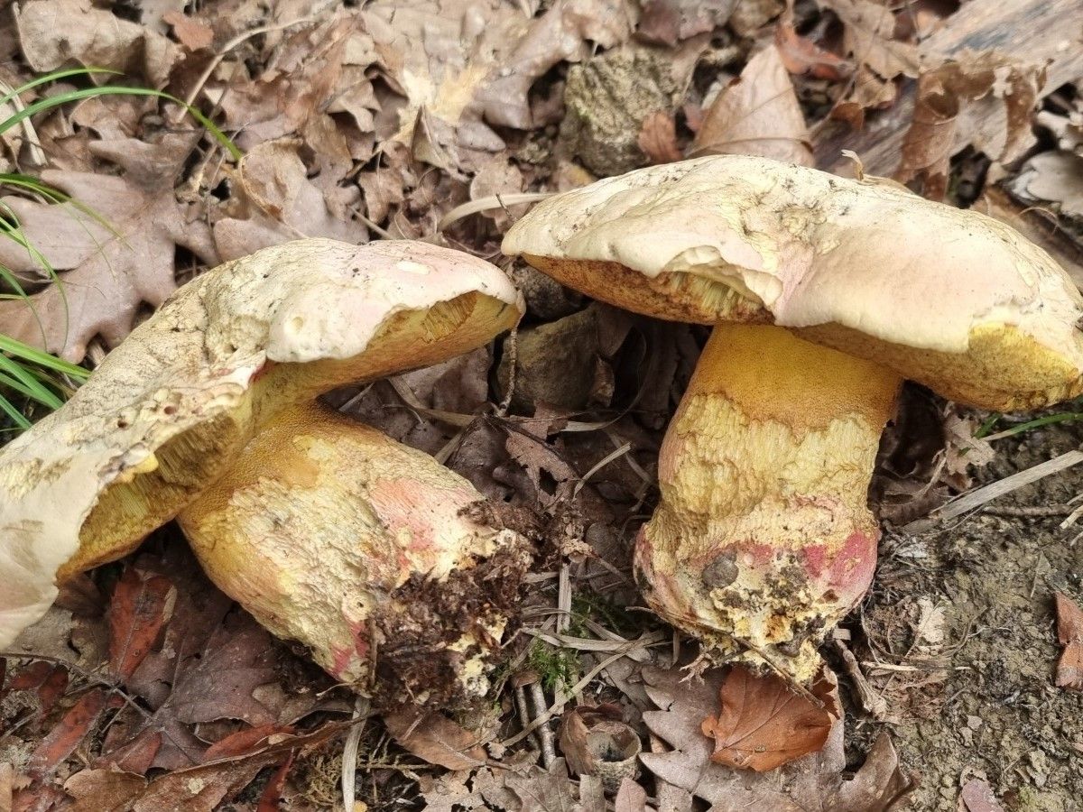 Rubroboletus satanas