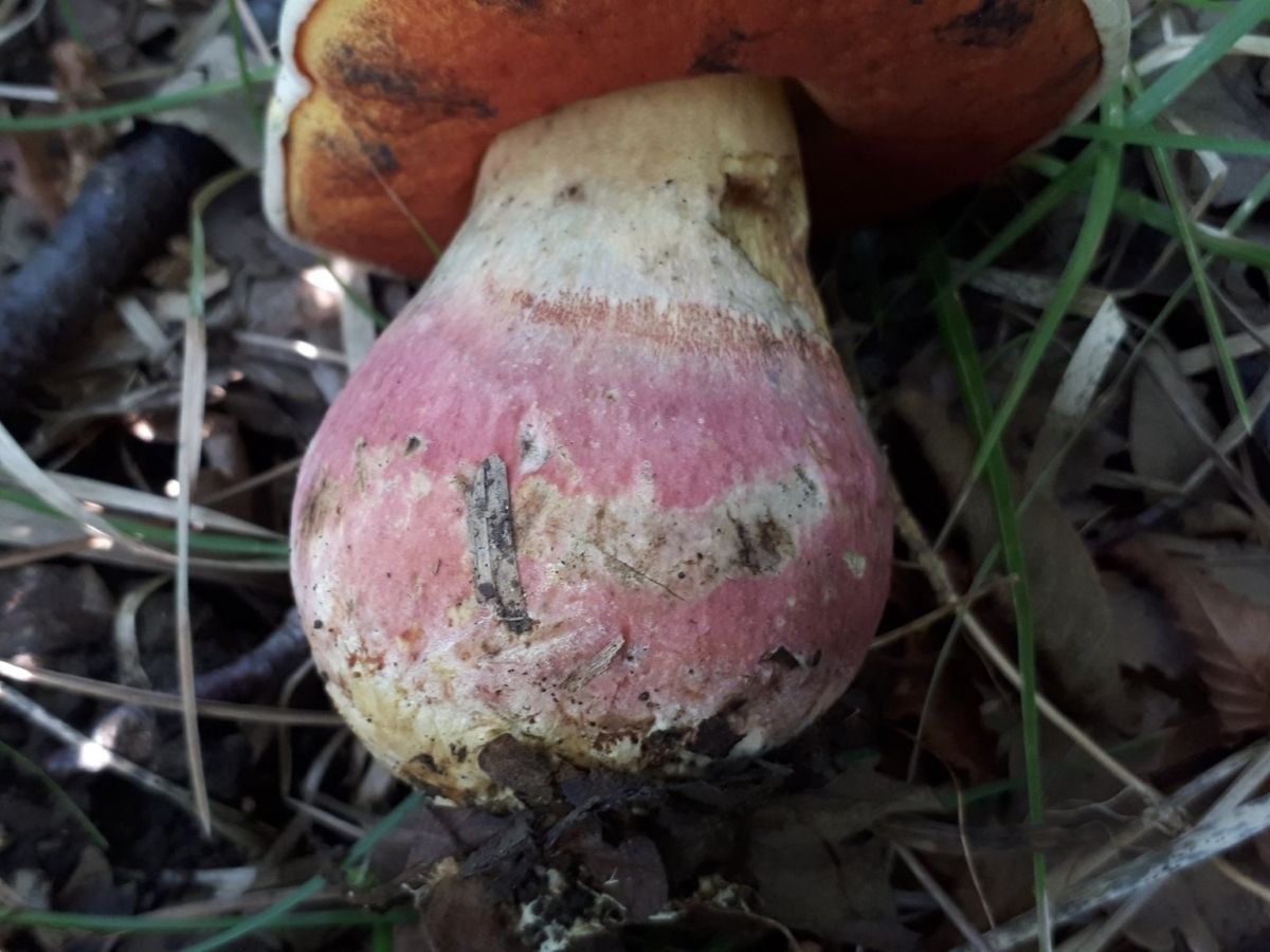 Rubroboletus satanas