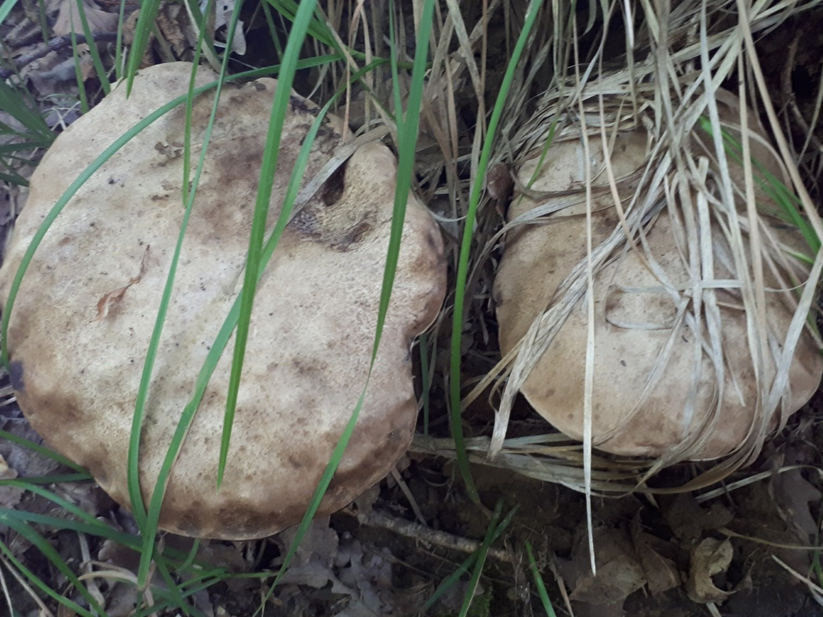 Rubroboletus satanas