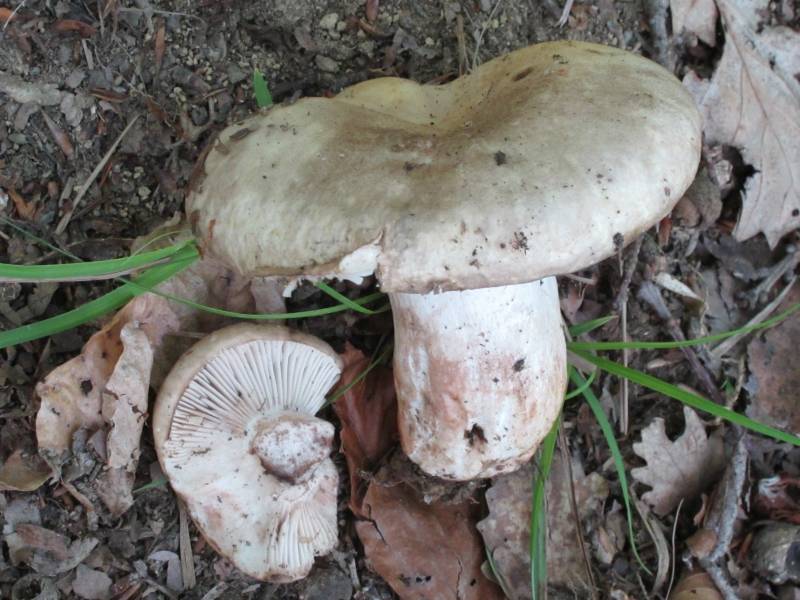 Russula acrifolia