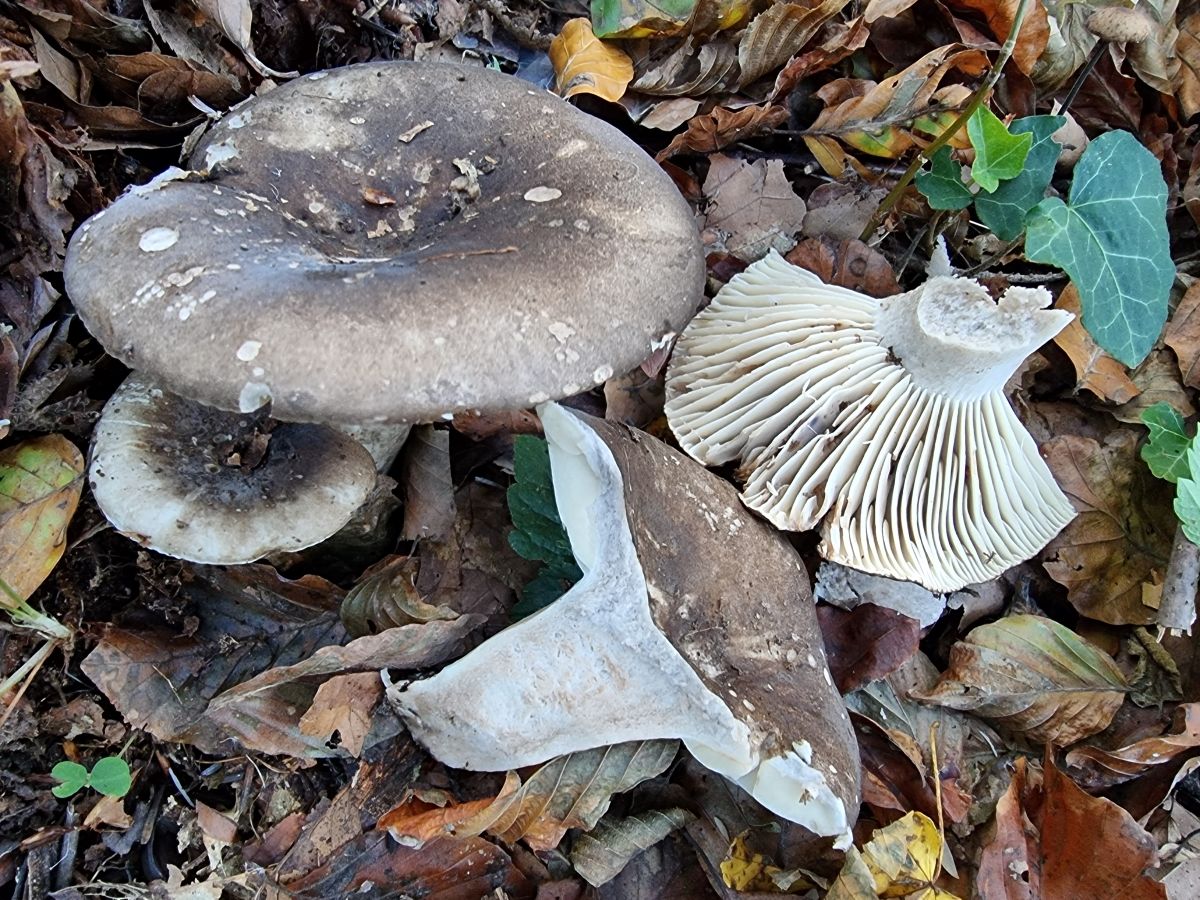 Russula adusta