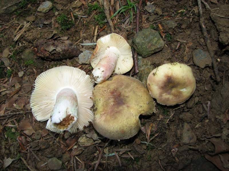 Russula amoenicolor