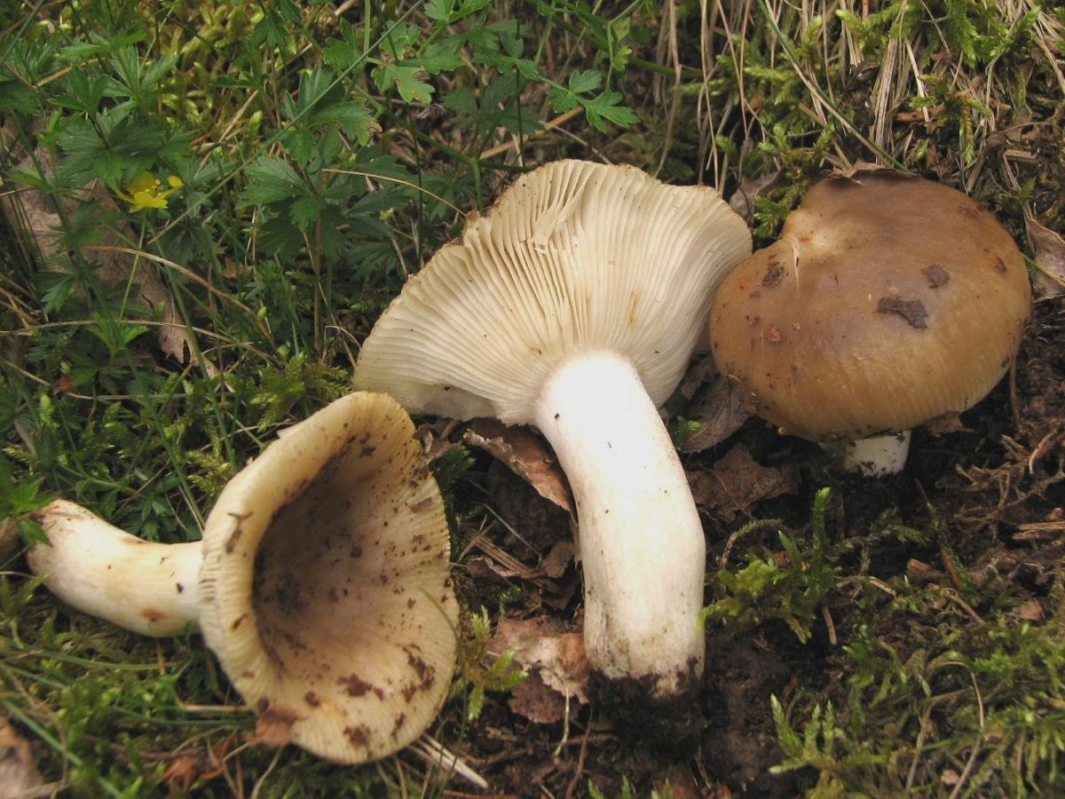 Russula amoenolens