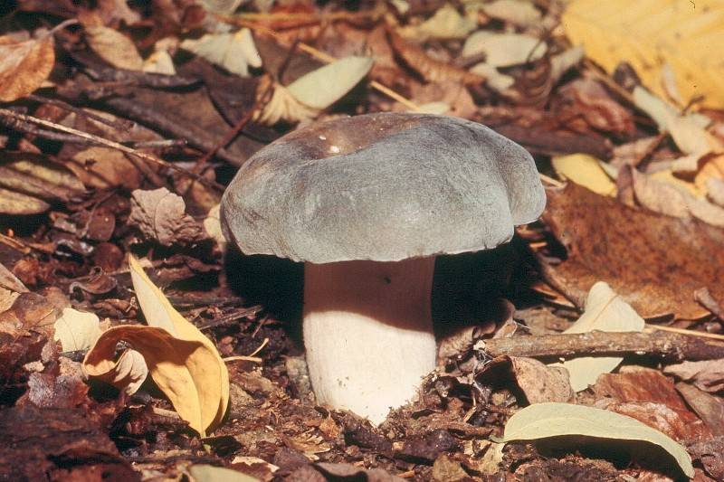 Russula anatina