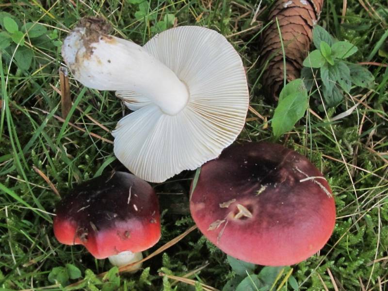 Russula atrorubens