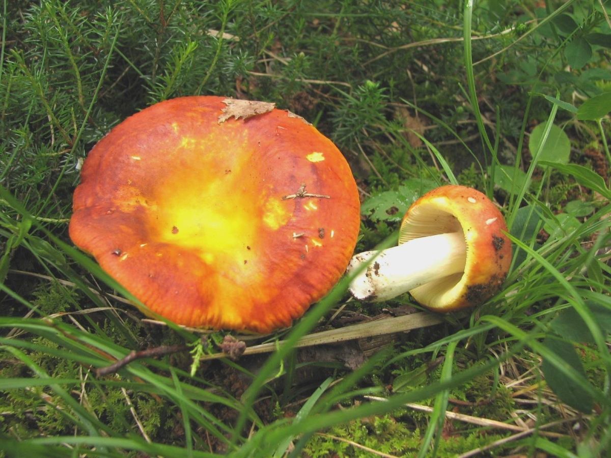 Russula aurea