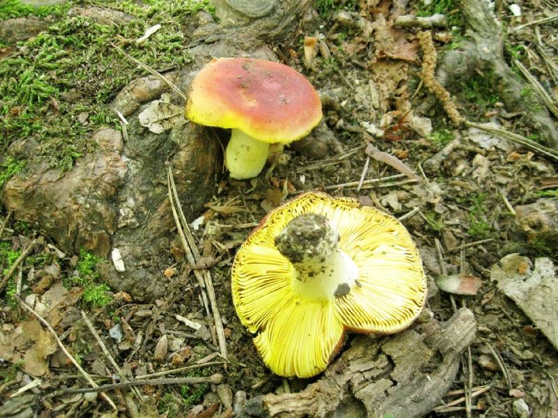 Russula aurea