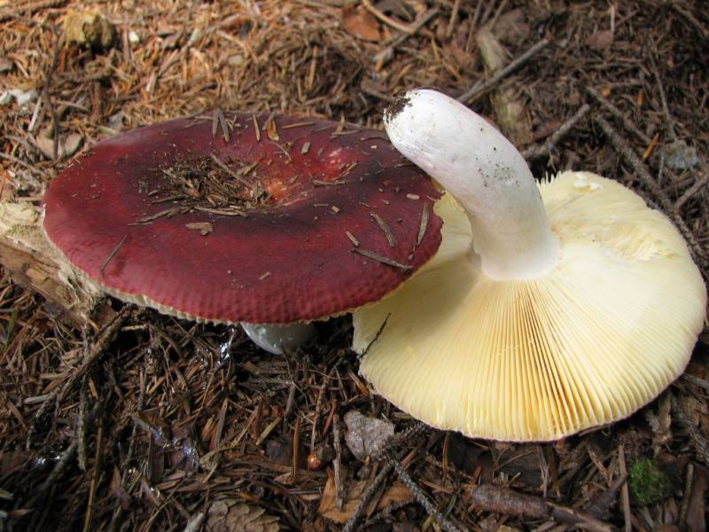 Russula badia