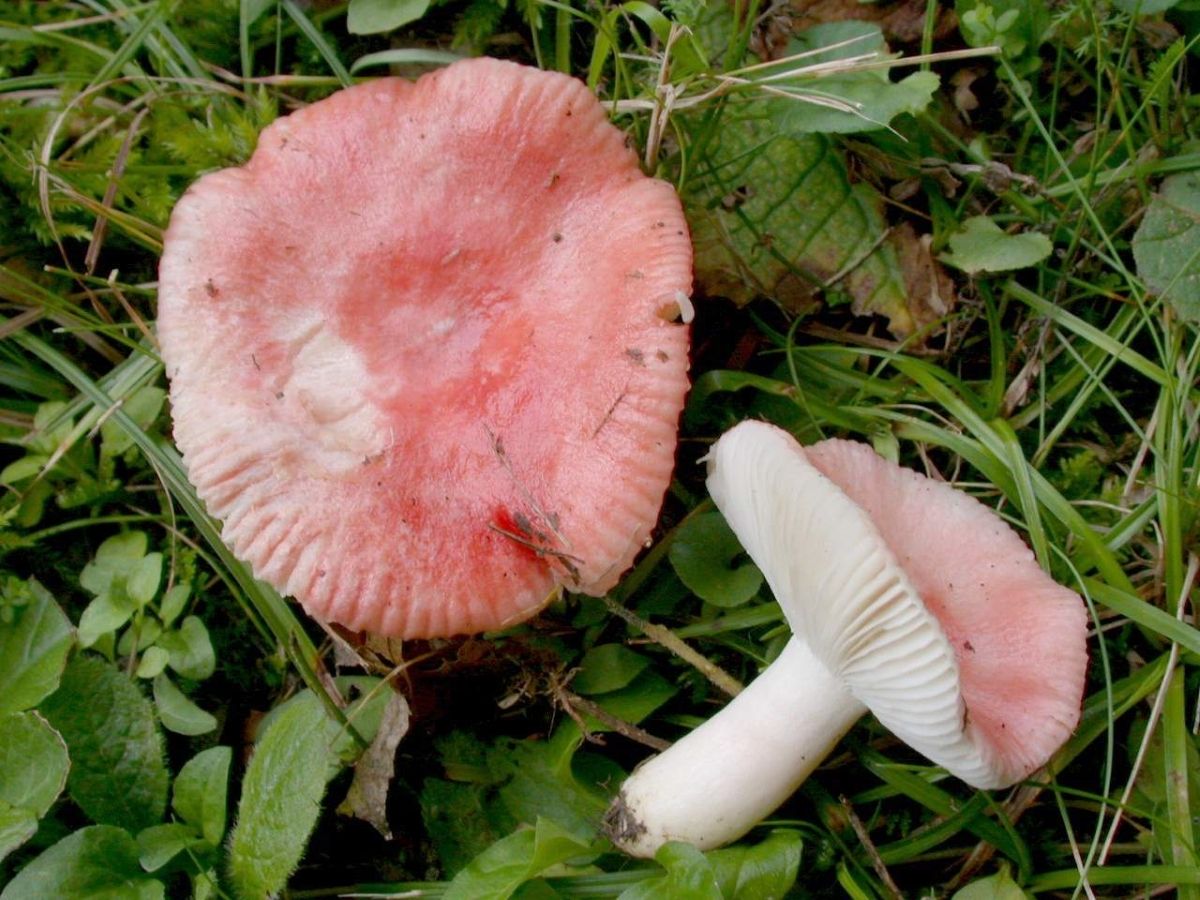 Russula betularum