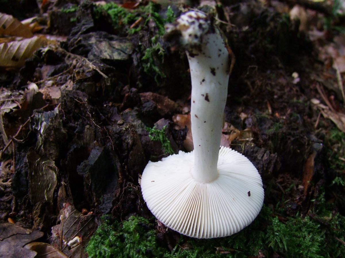 Russula betularum