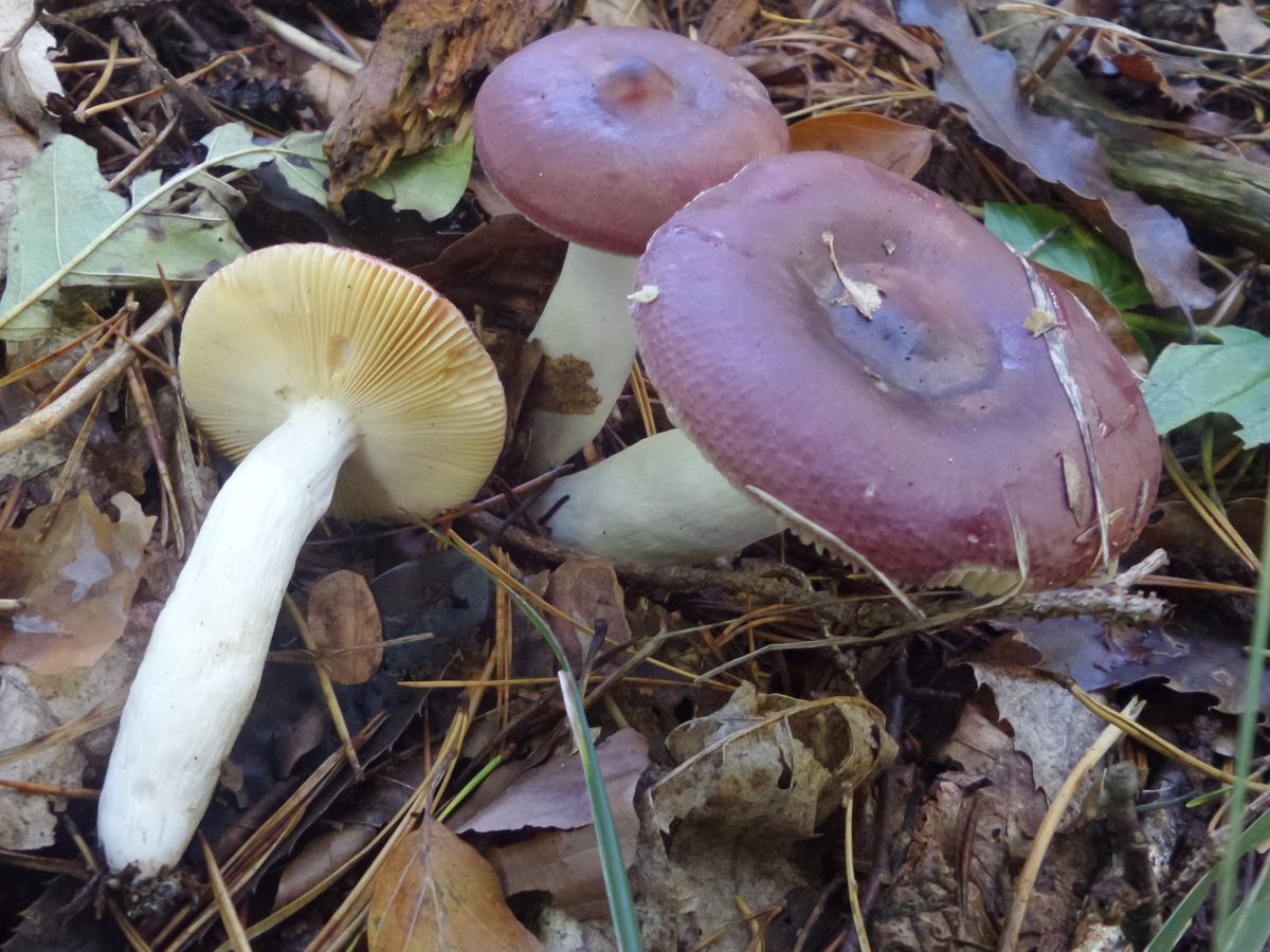 Russula caerulea