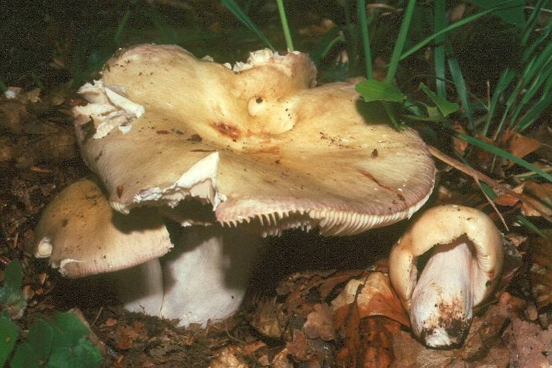 Russula carpini