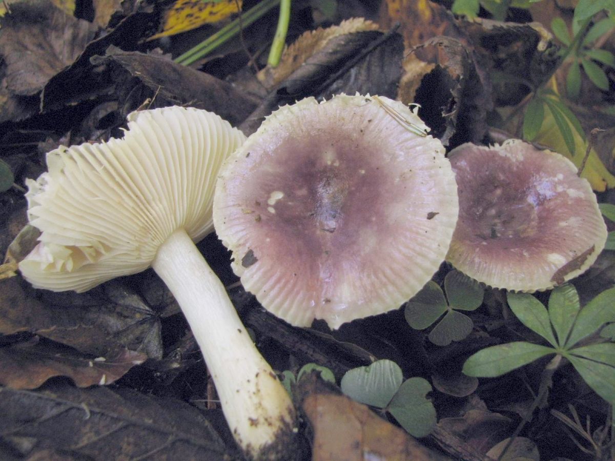 Russula cavipes