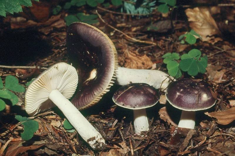 Russula cavipes