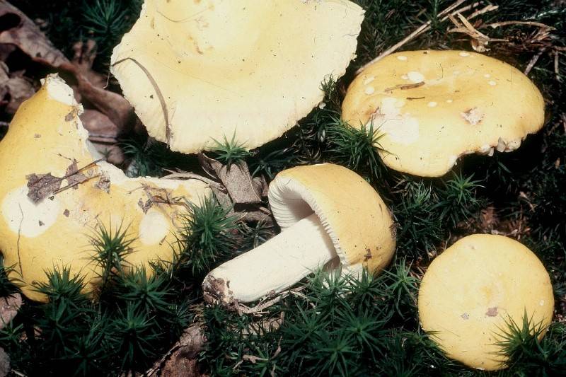 Russula claroflava