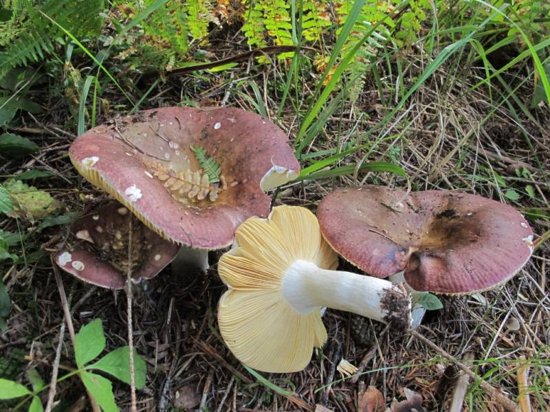 Russula curtipes