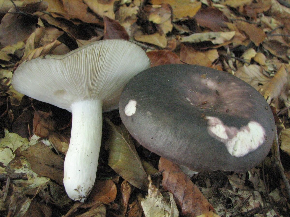 Russula cyanoxantha