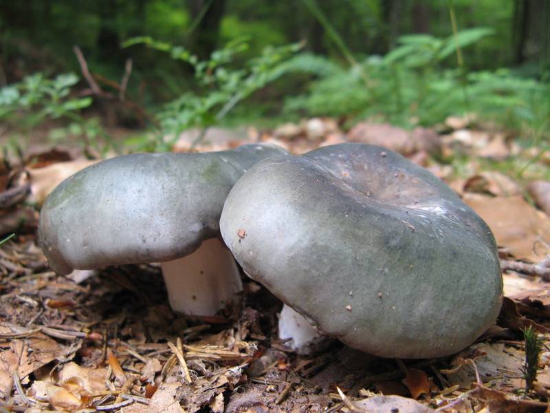 Russula cyanoxantha