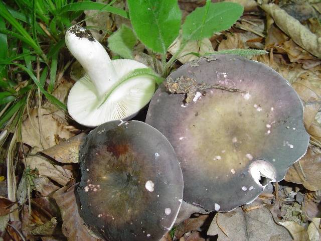 Russula cyanoxantha