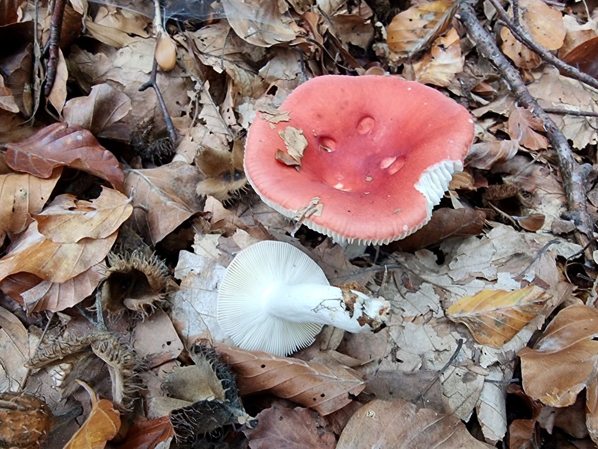 Russula emetica