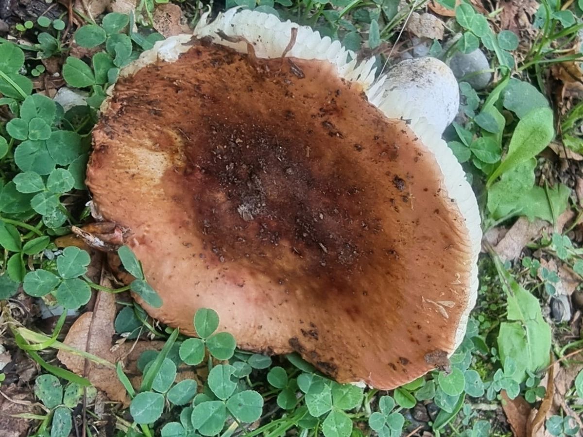 Russula faginea