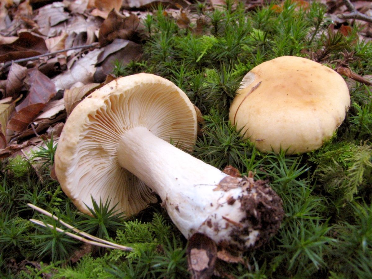 Russula fellea