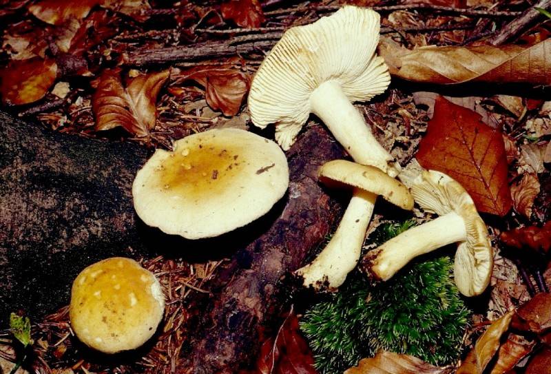 Russula fellea